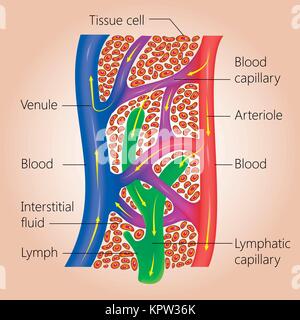 Le système lymphatique, relation de capillaires lymphatiques vers les tissus blancs et des capillaires, vector illustration médicale Illustration de Vecteur