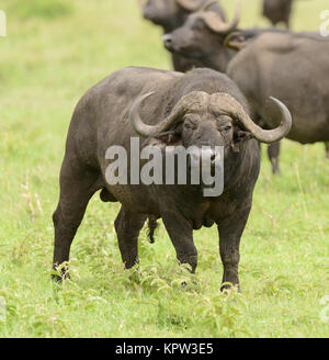 Libre de Buffalo (nom scientifique : Syncerus caffer ou 'Nyati ou Mbogo' en Swaheli) dans le parc national de Serengeti, Tanzanie Banque D'Images