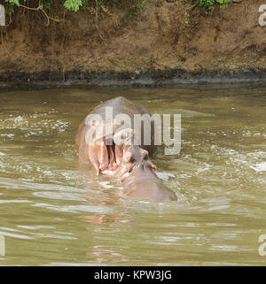 Libre d'hippopotames (nom scientifique : Hippopotamus amphibius, ou 'Kiboko' en Swaheli) dans le parc national de Serengeti, Tanzanie Banque D'Images