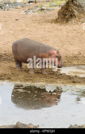 Libre d'hippopotames (nom scientifique : Hippopotamus amphibius, ou 'Kiboko' en Swaheli) image prise sur Safari situé dans le Serengeti National Park Banque D'Images