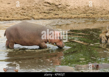 Libre d'hippopotames (nom scientifique : Hippopotamus amphibius, ou 'Kiboko' en Swaheli) image prise sur Safari situé dans le Serengeti National Park Banque D'Images