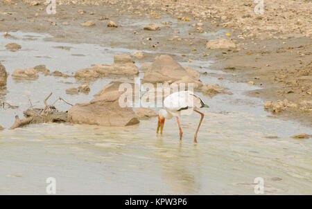 Yellow-billed stork (mycteria ibis) à la recherche de nourriture dans une rivière dans le Serengeti Banque D'Images