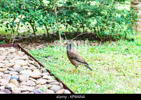 Bird on Green grass Banque D'Images