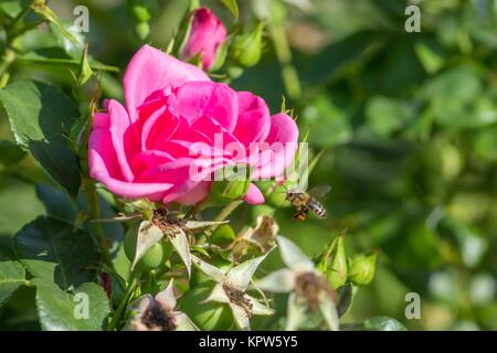 Abeille à Rose / abeille et Rose Banque D'Images