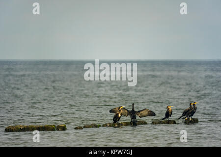 Grands cormorans sur un brise-lames au large de la côte de Mielno, Pologne 2017. Banque D'Images