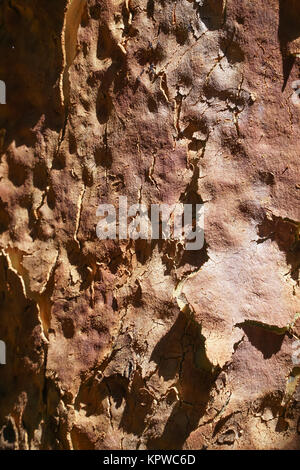 Peler l'écorce d'un tronc d'arbre, Angophora costata libre. Un arbre australien. Banque D'Images