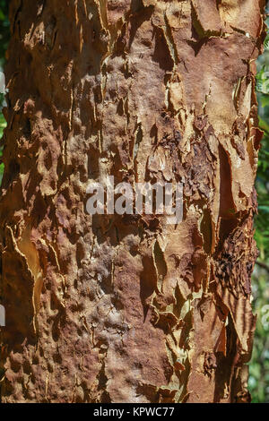 Peler l'écorce d'un tronc d'arbre, Angophora costata libre. Un arbre australien. Banque D'Images