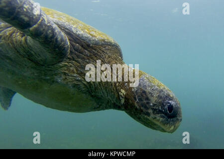 Gros plan des tortues de mer Banque D'Images