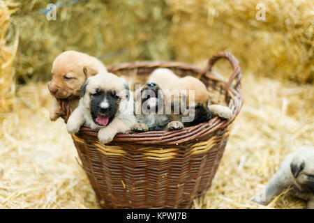 Groupe d'adorables chiots labrador doux jouant autour de la paille dans une cour d'une ferme Banque D'Images