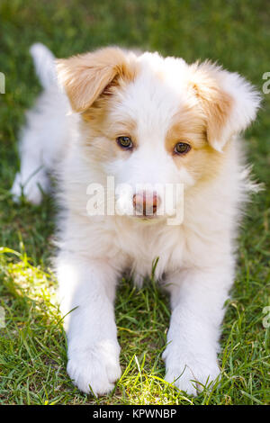 Chiot Border Collie Banque D'Images