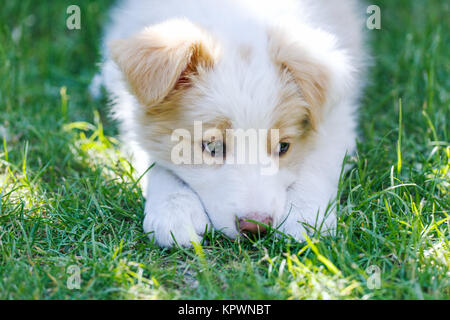 Chiot Border Collie Banque D'Images