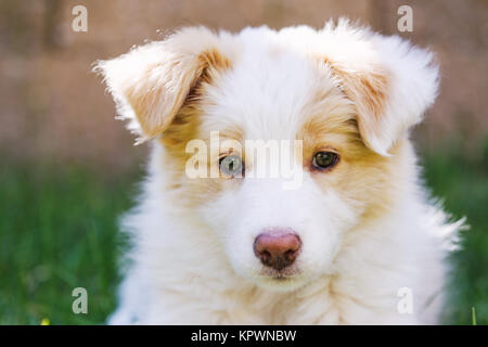 Chiot Border Collie Banque D'Images