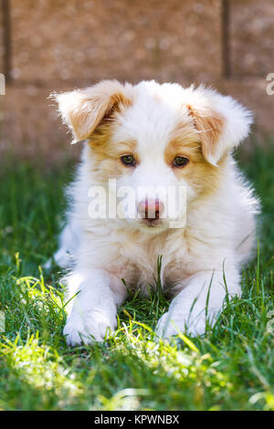 Chiot Border Collie Banque D'Images