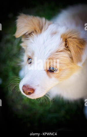Chiot Border Collie Banque D'Images