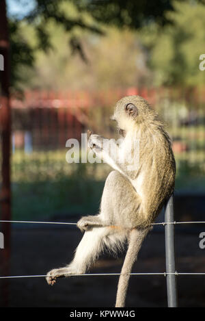 Singe sur clôture Banque D'Images