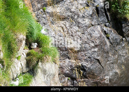 Un troupeau de fulmars boréaux, (Fulmarus glacialis), leur nid sur une falaise sur les îles Féroé Banque D'Images