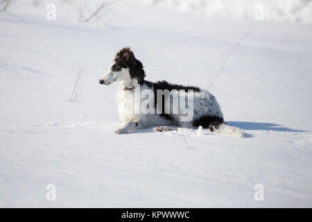 Un chiot de chien russe marche dans la campagne d'hiver Banque D'Images