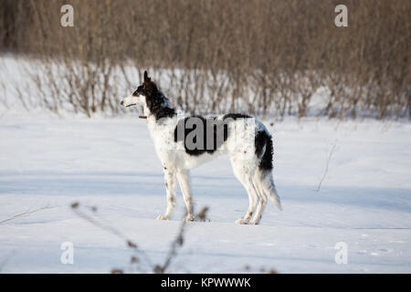 Un chiot de chien russe marche dans la campagne d'hiver Banque D'Images