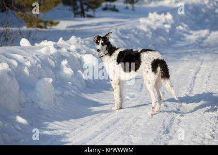 Un chiot de chien russe marche dans la campagne d'hiver Banque D'Images