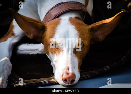 Portrait d'hybride Greyhound Banque D'Images