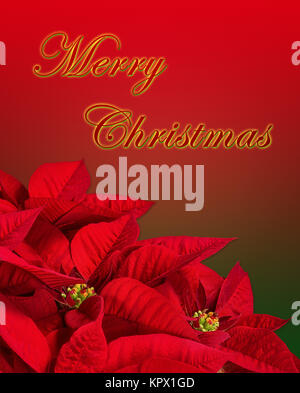 Gros plan d'une étoile de Noël, poinsettia rouge fleur (Euphorbia pulcherrima). Isolé sur fond vert et rouge avec Merry Chrismtas texte d'accueil. Banque D'Images