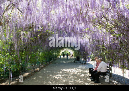 Adélaïde, Australie du Sud, Australie - Octobre 8, 2017 : les personnes bénéficiant de l'ombre de la glycine en pleine floraison arbour au Adelaide Botanic Garden Banque D'Images