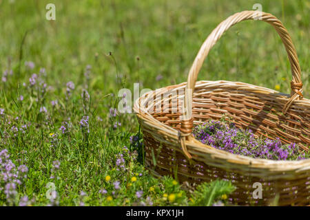 Herbes Origan Banque D'Images