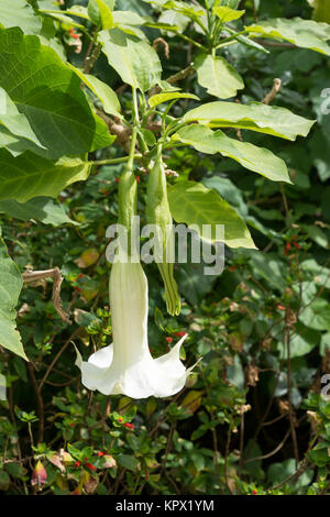 Brugmansia blanc, communément connu sous le nom de Angel's Trumpet. L'un et l'autre en fleurs en bouton. Banque D'Images