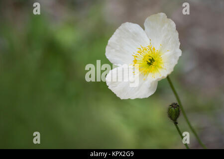 En fleur de pavot blanc et bud avec très peu l'accent sur le cœur du centre de la fleur en laissant tout le reste doux. Banque D'Images