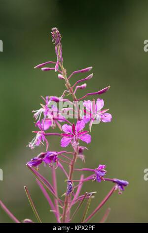 Epilobium hirsutum / épilobe communément Banque D'Images