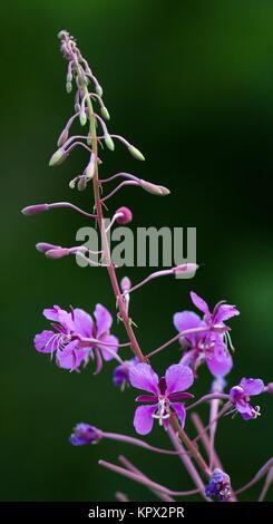 Epilobium hirsutum / épilobe communément Banque D'Images