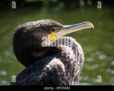 Cormorant (Phalacrocorax carbo). Banque D'Images