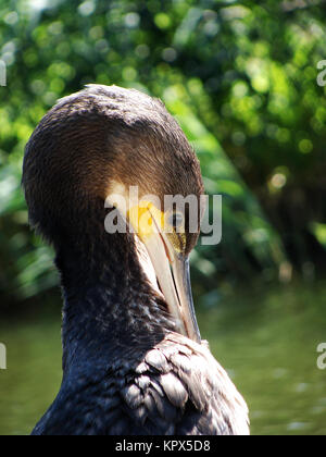 Â cormorant (phalacrocorax carbo). Banque D'Images