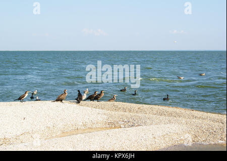 Les cormorans et les mouettes Banque D'Images