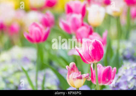 Tulipe rose fleur en jardin Banque D'Images