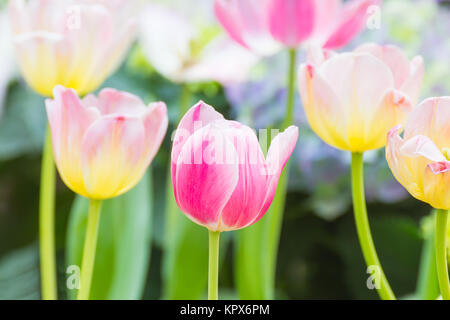 Tulipe rose fleur en jardin Banque D'Images