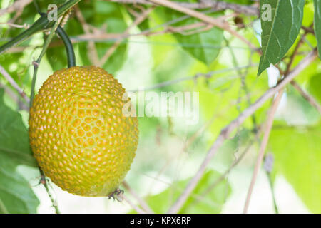 Amer printemps Cucmber ou fruits Gac Banque D'Images