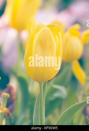 Yellow tulip flower in garden Banque D'Images