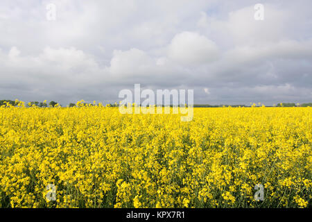 RapsblÃ¼te en Allemagne Banque D'Images