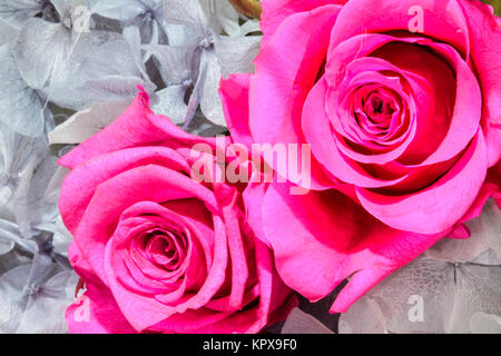 Résumé fond de fleurs. Close up Banque D'Images