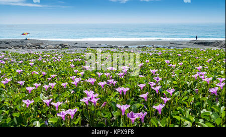 Belle fleur rose à côté de la plage avec une belle couleur d'arrière-plan Banque D'Images