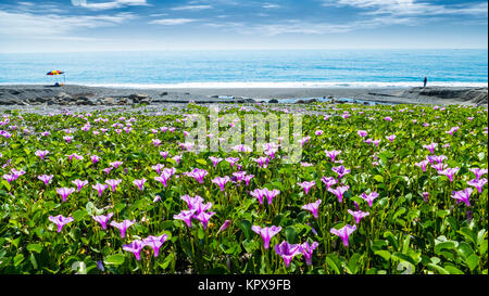 Belle fleur rose à côté de la plage avec une belle couleur d'arrière-plan Banque D'Images