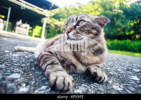 Cat portant sur la route avec une belle couleur d'arrière-plan Banque D'Images