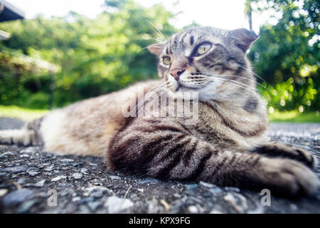 Cat portant sur la route avec une belle couleur d'arrière-plan Banque D'Images
