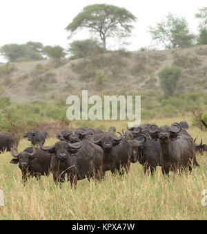 Libre de Buffalo (nom scientifique : Syncerus caffer ou 'Nyati ou Mbogo' en Swaheli) image prise sur Safari situé dans le parc national de Tarangire,, Ta Banque D'Images