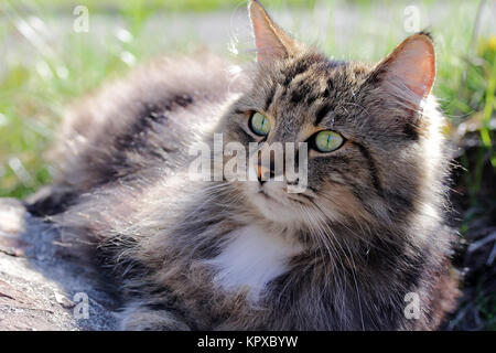 un chat de la forêt norvégienne est détendu au soleil Banque D'Images