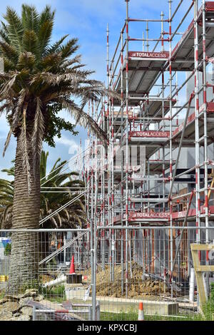 Palmier à tronc épais près d'un échafaudage sur le chantier de construction. Banque D'Images