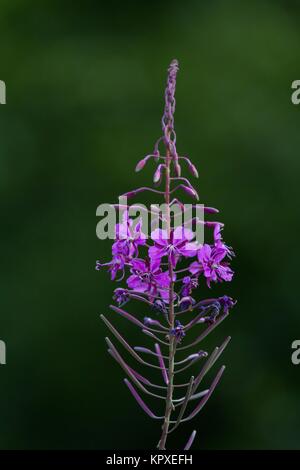 Epilobium hirsutum / épilobe communément Banque D'Images