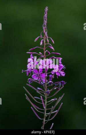 Epilobium hirsutum / épilobe communément Banque D'Images