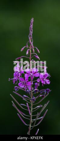 Epilobium hirsutum / épilobe communément Banque D'Images